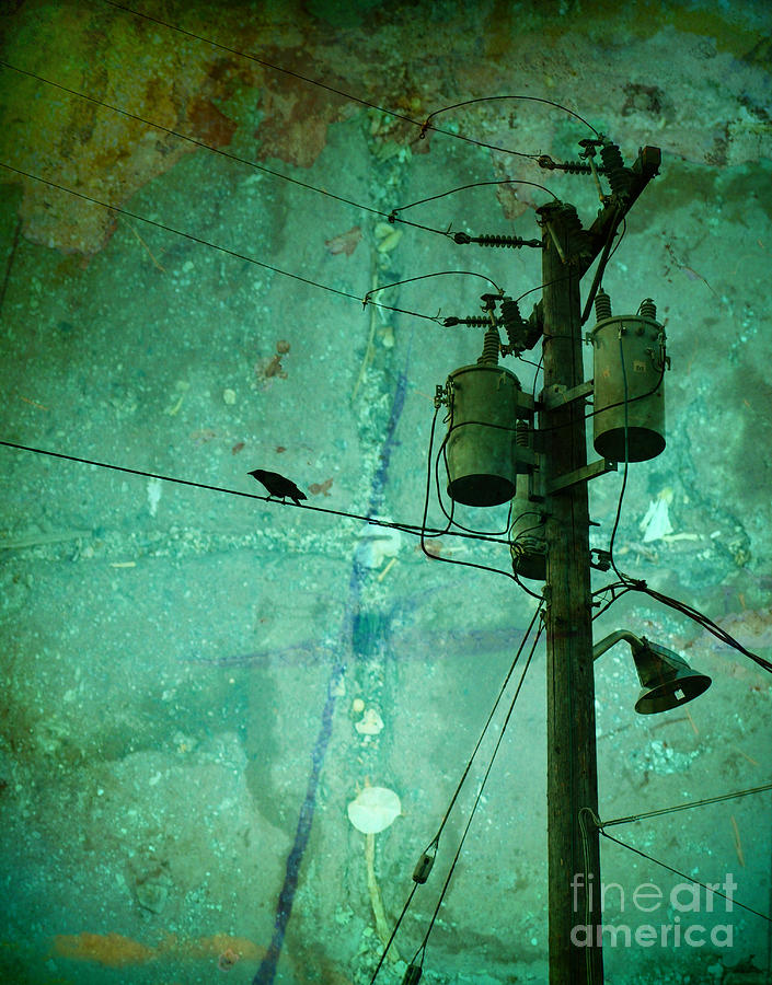 Urban Photograph - The Urban Crow by Tara Turner Urban Photograph - The Urban Crow by Tara Turner