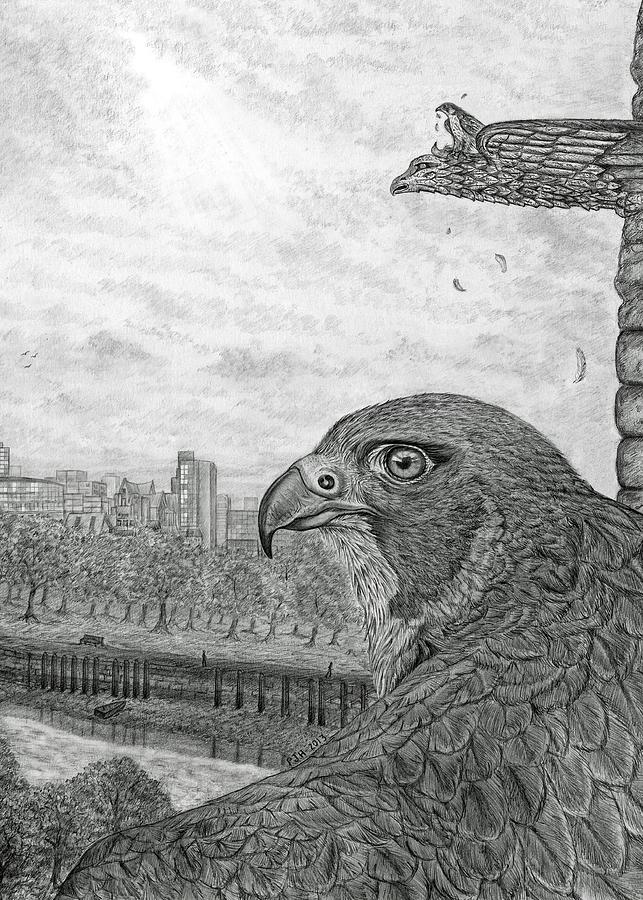 Falcon Drawing - The Urban Peregrine by Philip Harvey