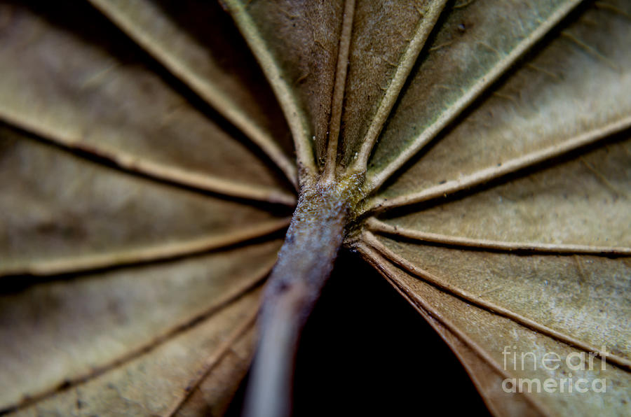 Abstract Photograph - The Veins Of A Leaf by Michelle Meenawong