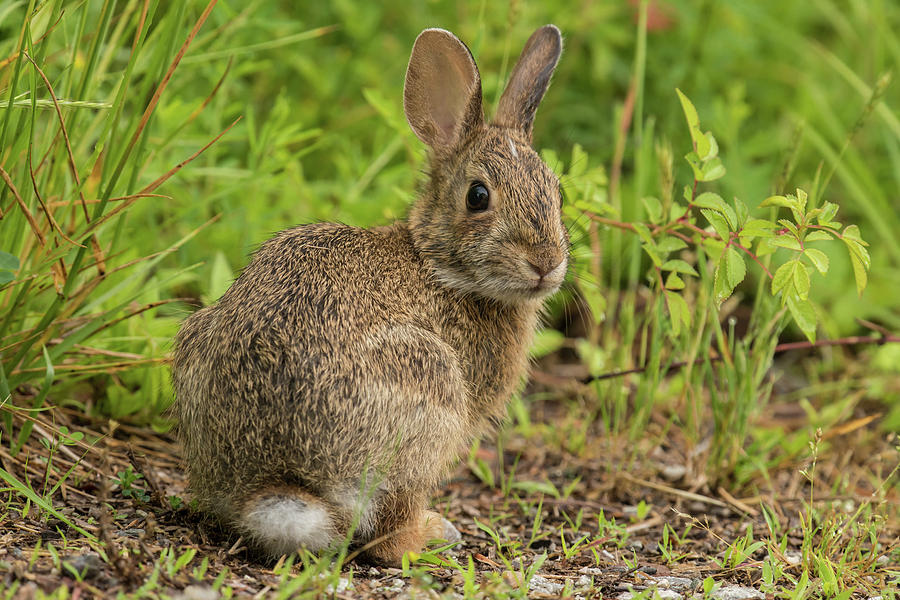 The Velveteen Rabbit Photograph by Jody Partin