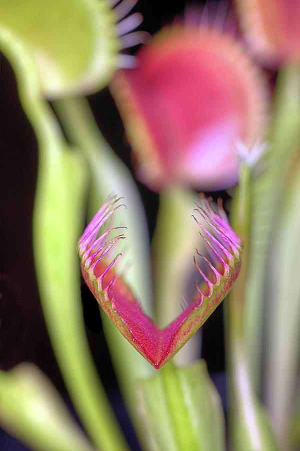 The Venus Fly Trap Photograph by JC Findley