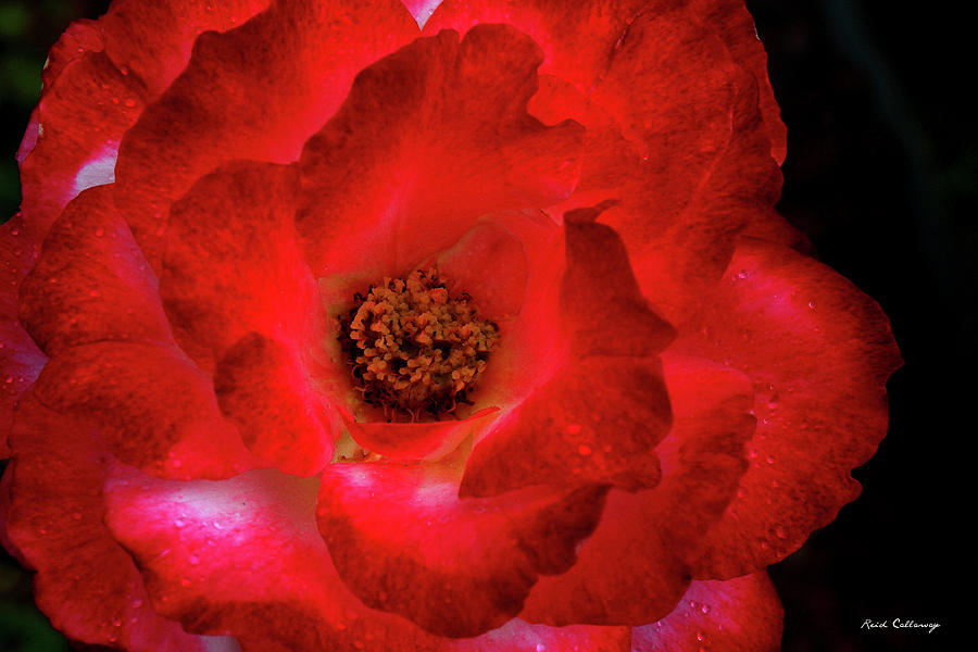 The Very Red Rose Flower Garden Art Photograph by Reid Callaway