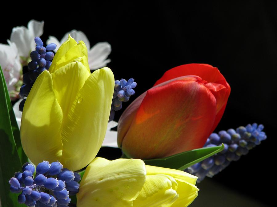 The Vibrance Of Spring Photograph by Angela Davies