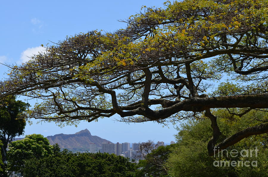 The View from Makiki Heights in Honolulu Photograph by Mary Deal