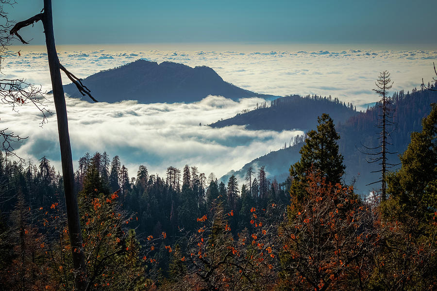 The View from the Sequoias California Photograph by Adam Rainoff