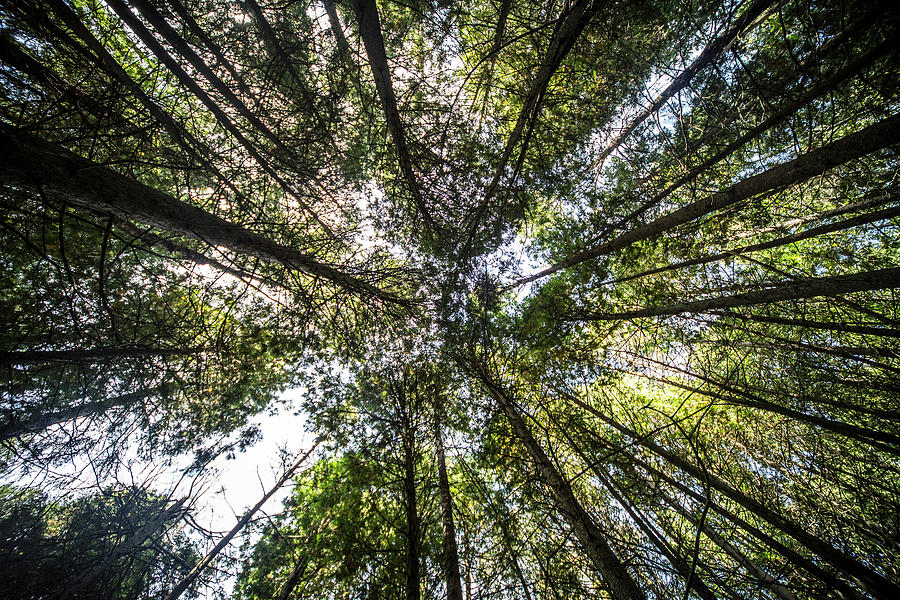 Tree Photograph - The view up by Ty Helbach