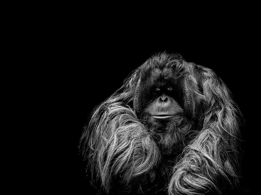 Ape Photograph - The Vigilante by Paul Neville
