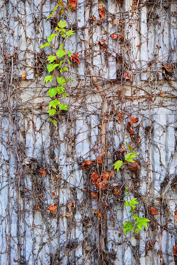 The Vine Photograph by Glenn McCarthy Art and Photography