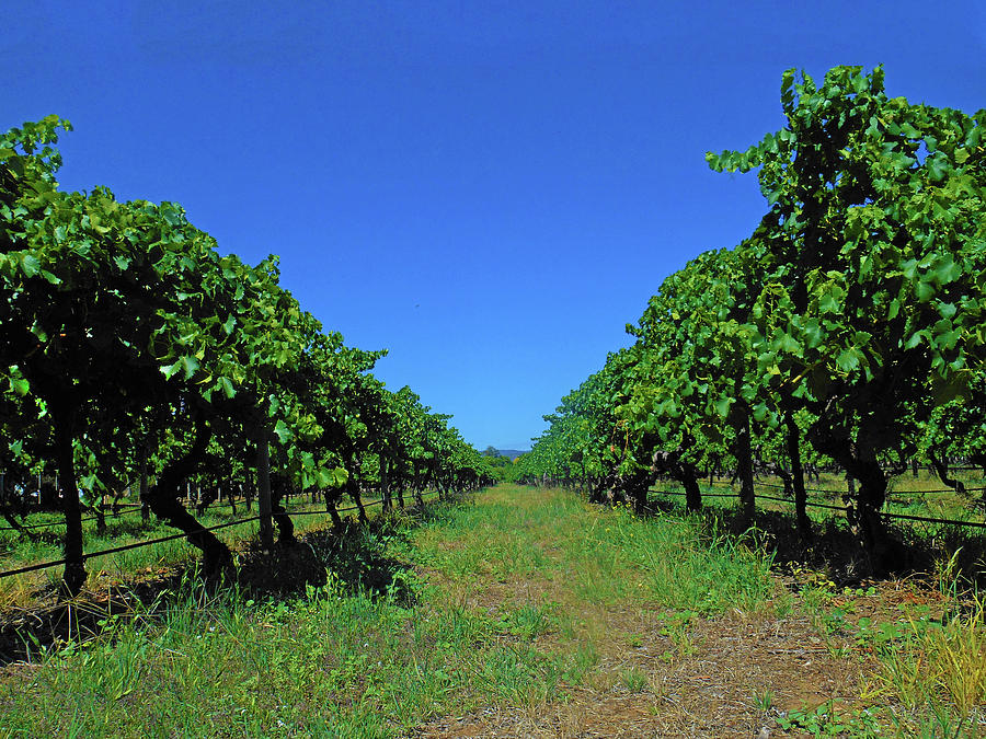 The Vines Photograph by Mark Blauhoefer
