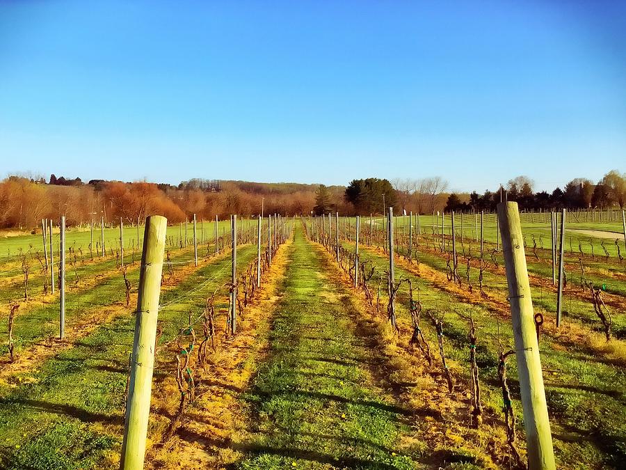 The Vineyard Photograph by Chris Montcalmo