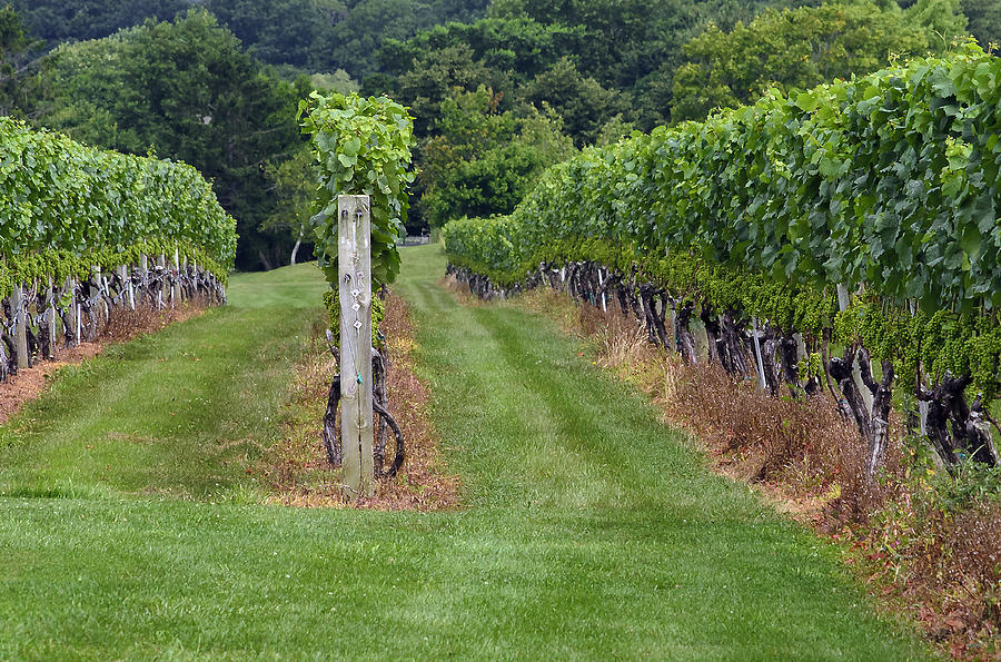 The Vineyard Photograph by Keith Armstrong