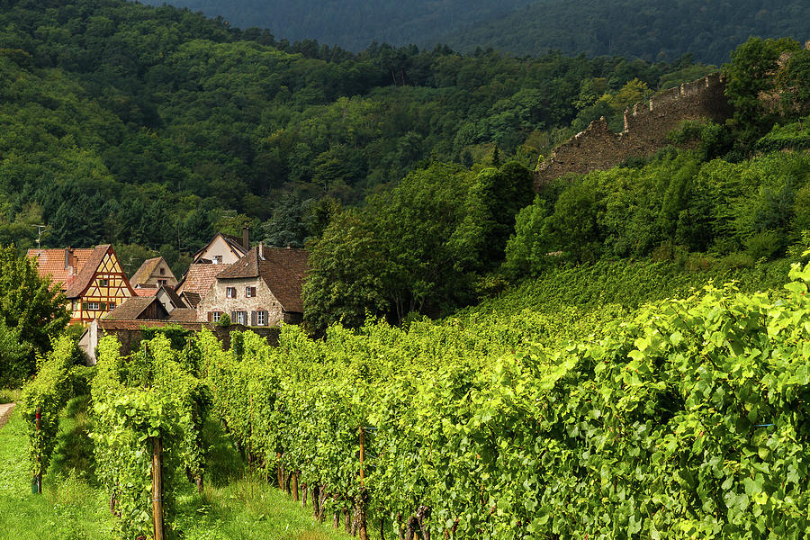 The vineyards of Kaysersberg - Alsace - France Photograph by Paul MAURICE
