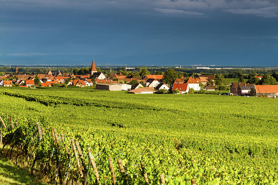The vineyards of Kientzheim - Alsace - France Photograph by Paul MAURICE