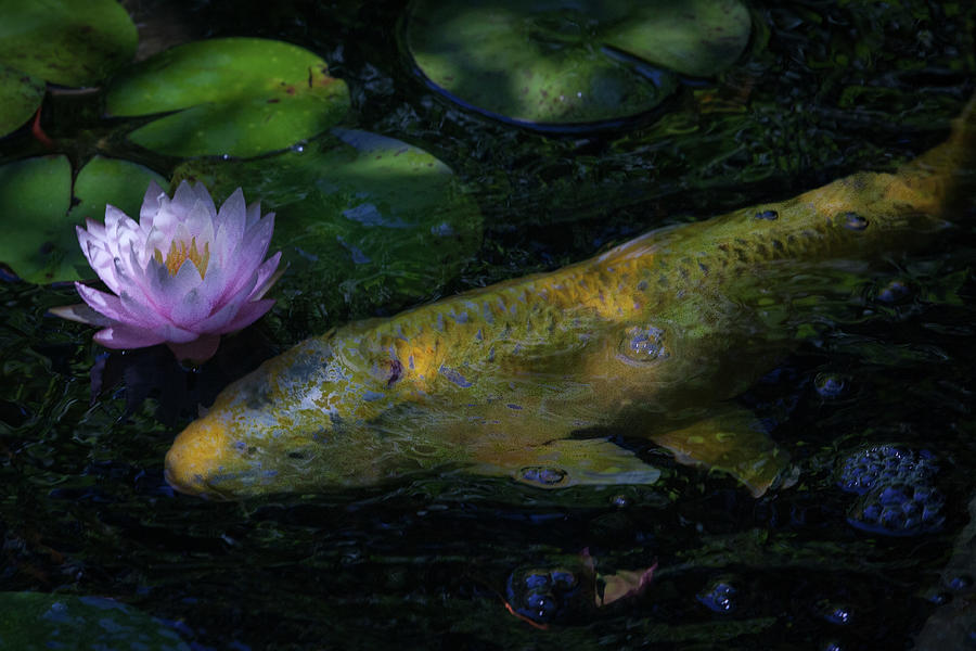 Fish Photograph - The Visitor by David Coblitz