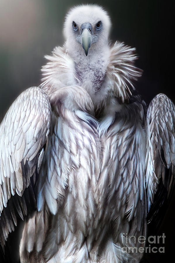 The vulture Photograph by Christine Sponchia