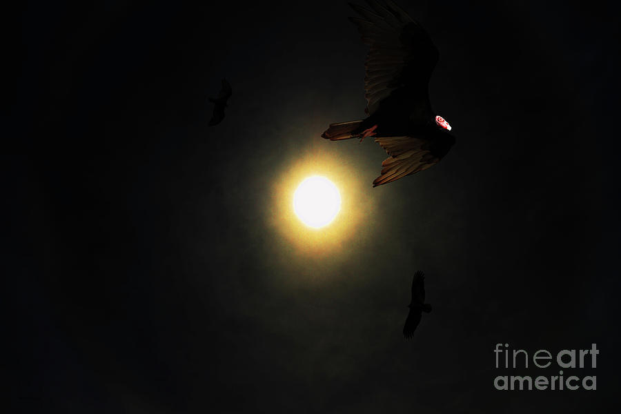 Bird Photograph - The Vultures Have Gathered In My Dreams by Wingsdomain Art and Photography