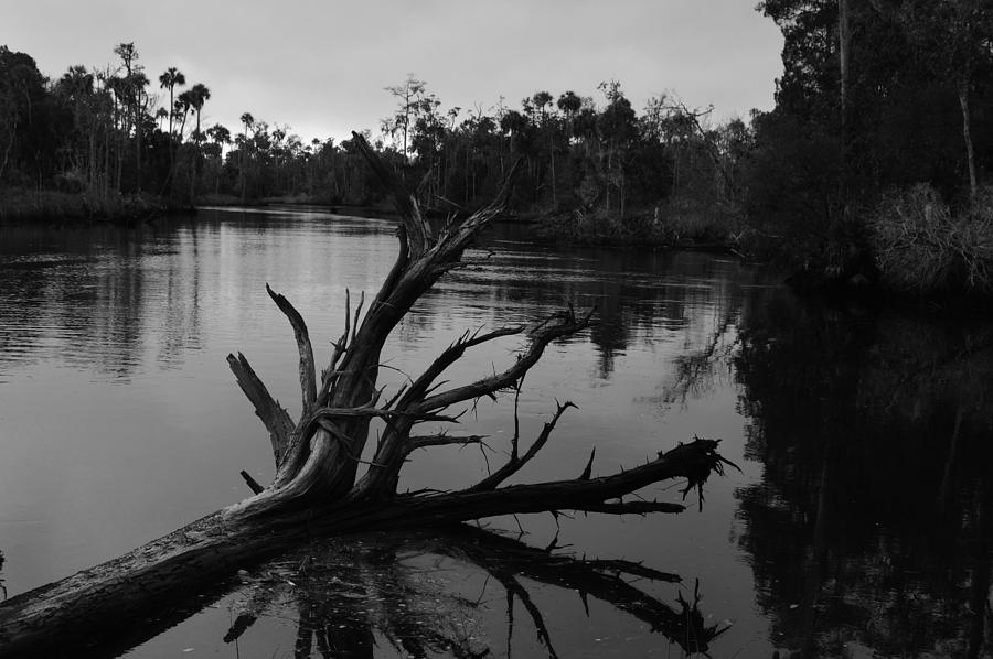 The Waccasassa River in Black and White Photograph by Warren Thompson