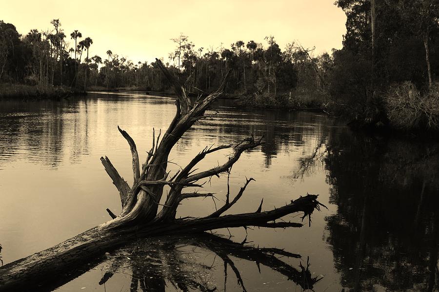 The Waccasassa River in Sepia Photograph by Warren Thompson