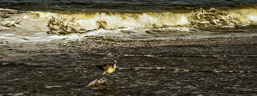 The Wading Willet  Photograph by John Harding