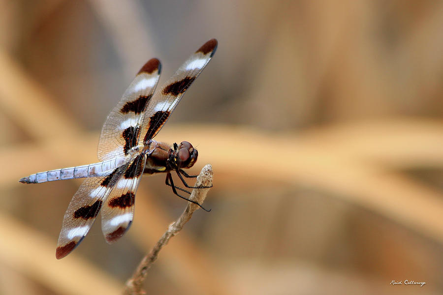 The Wait Brownie Dragonfly Art Photograph by Reid Callaway