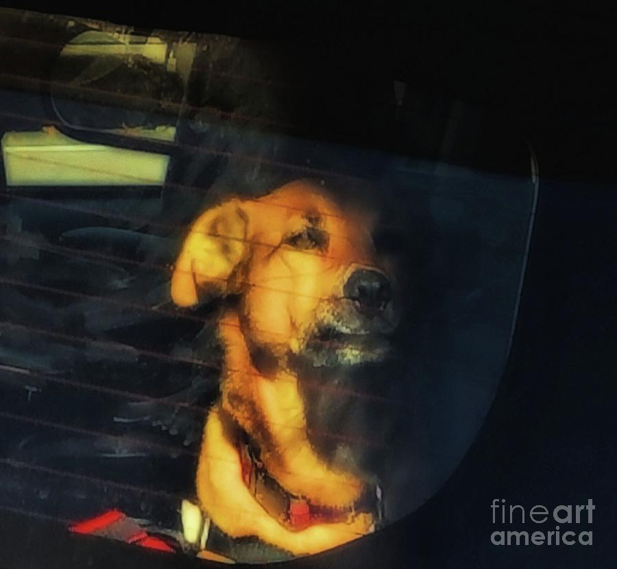 Dog Photograph - The Wait by Lauren Leigh Hunter Fine Art Photography