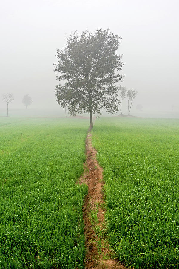 Wheat Field Photograph - The Walking Tree by Awais Yaqub Wheat Field Photograph - The Walking Tree by Awais Yaqub