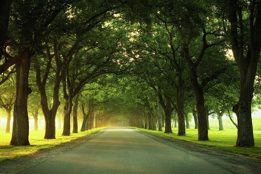 The Walnut Alley Photograph by Rigo Meens - Fine Art America