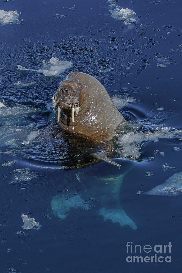 The Walrus Photograph by Brian Kamprath