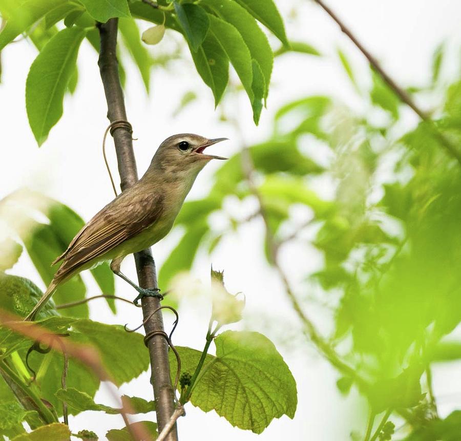 The Warbling Vireo Photograph by Heather Hubbard
