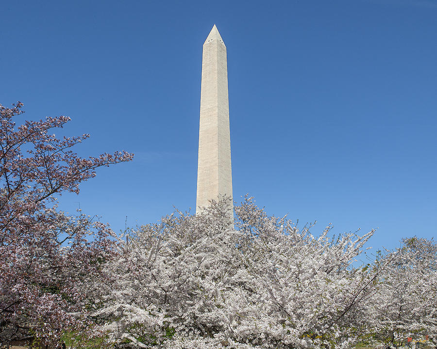 The Washington Monument and Cherry Blossoms DS0068 Photograph by Gerry Gantt