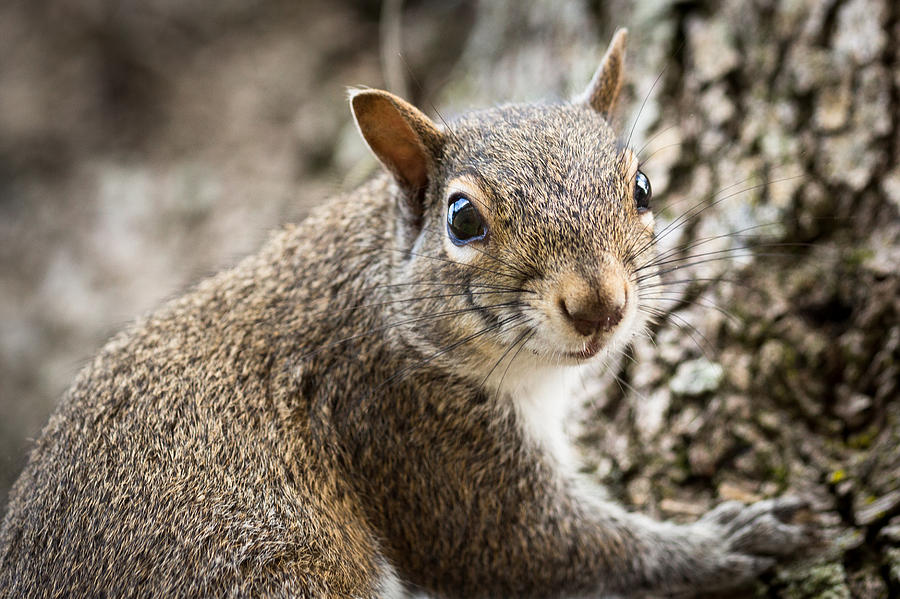 The Watcher Photograph by Albert Mendez | Fine Art America