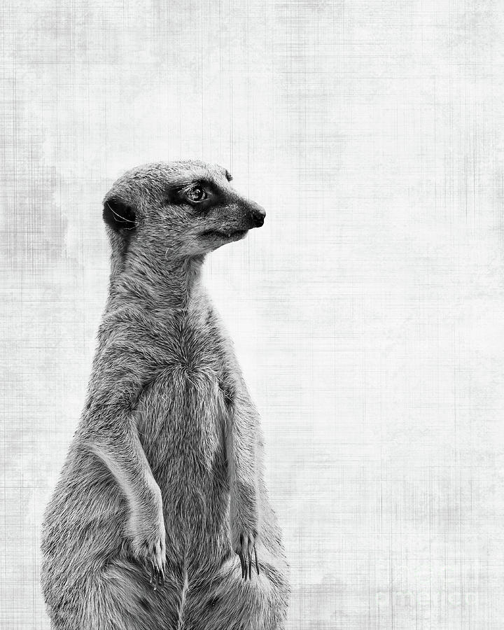 Wildlife Photograph - Suricate, the watcher by Delphimages Photo Creations