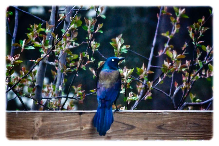 Bird Photograph - The Watcher by Darlene Bell