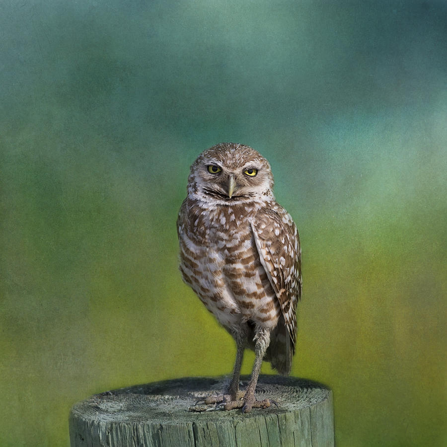 Owl Photograph - The Watcher by Kim Hojnacki