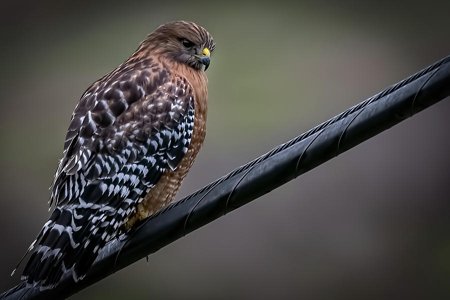 Bird Photograph - The Watcher by Mike Gifford