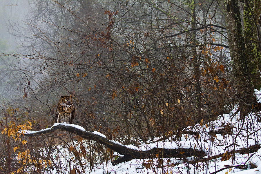 Winter Photograph - The Watcher by Ron Jones