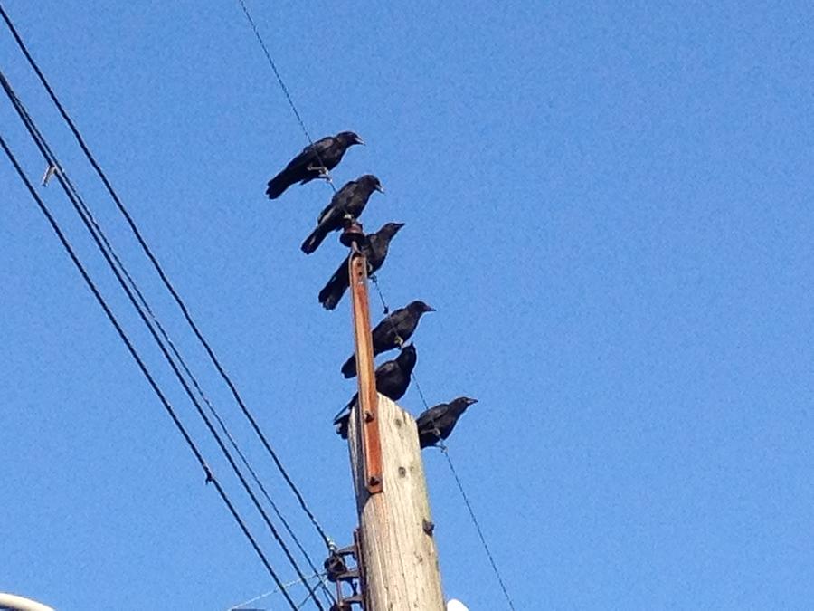 the Watchers by Iris Newman the Watchers by Iris Newman