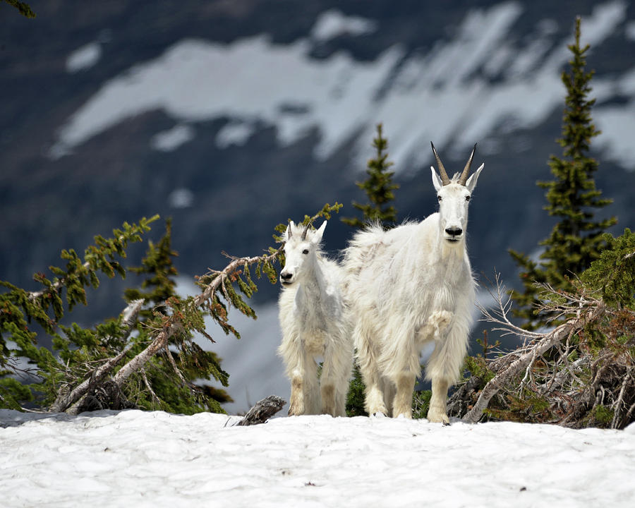 Mountain Goats Duo Photograph by Whispering Peaks Photography