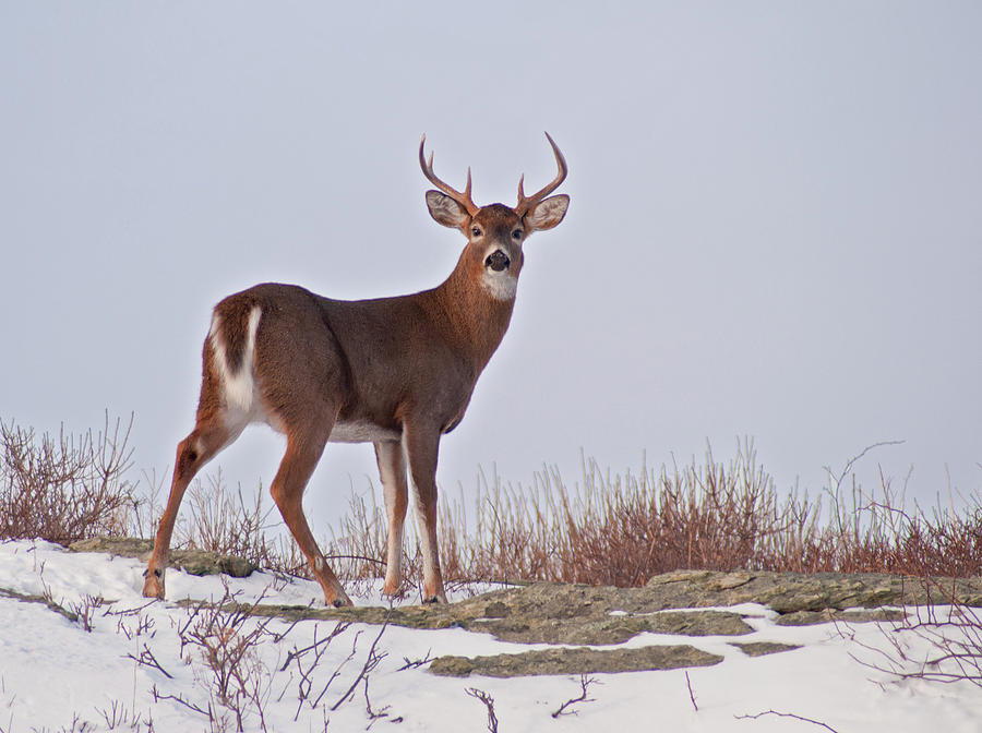 The Watchful Deer Photograph by Nancy De Flon