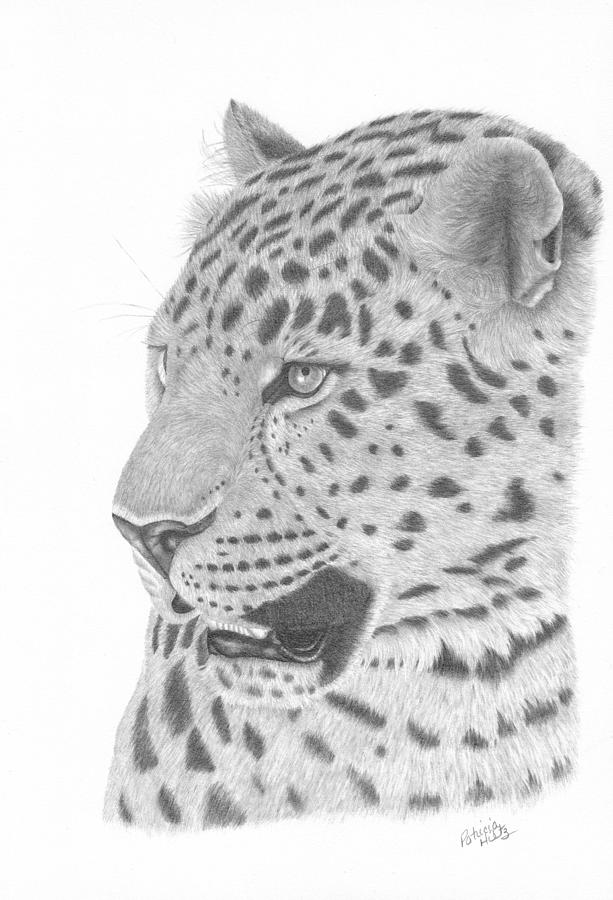 The Watchful Leopard Drawing by Patricia Hiltz