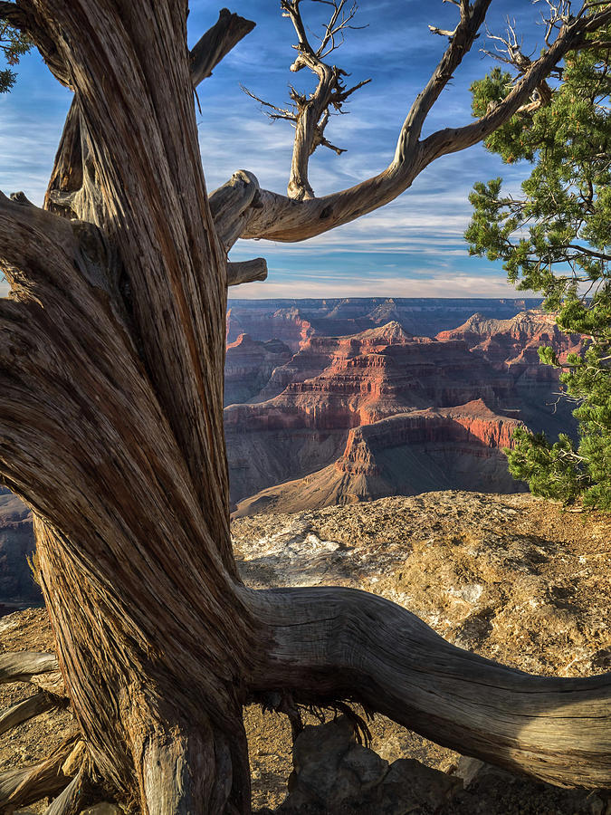 The Watchman by Rob Wilson The Watchman by Rob Wilson