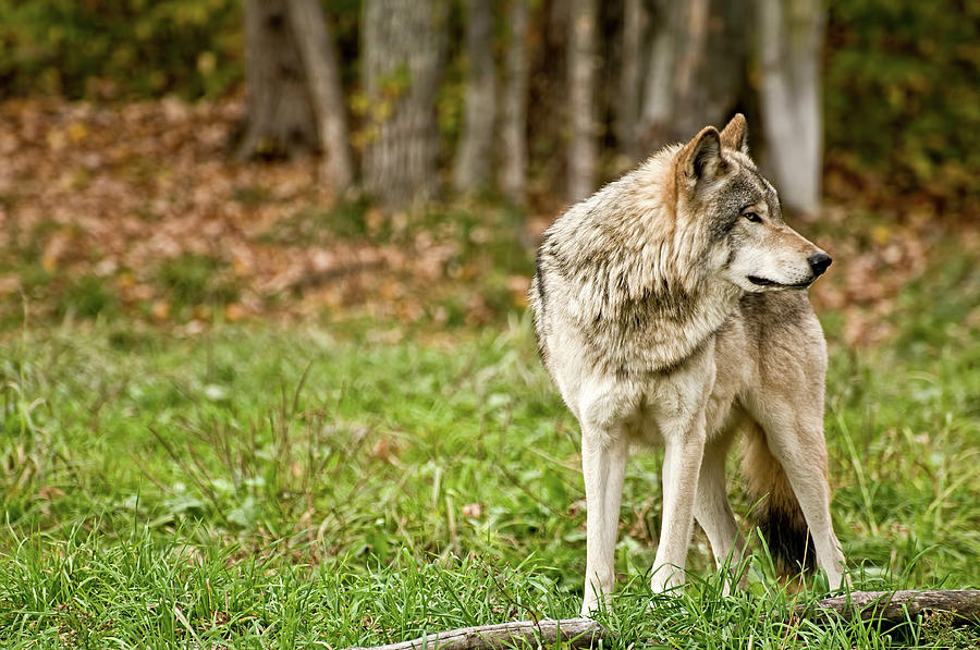 Wolves Photograph - The Watchman by Tracey Dryka