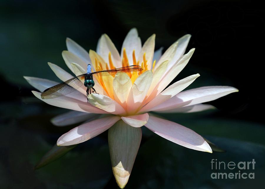 The Water Lily and the Dragonfly Photograph by Sabrina L Ryan