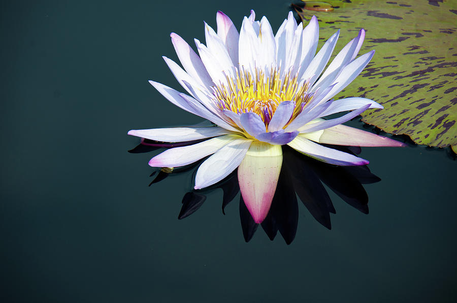 The Water Lily Photograph by David Sutton