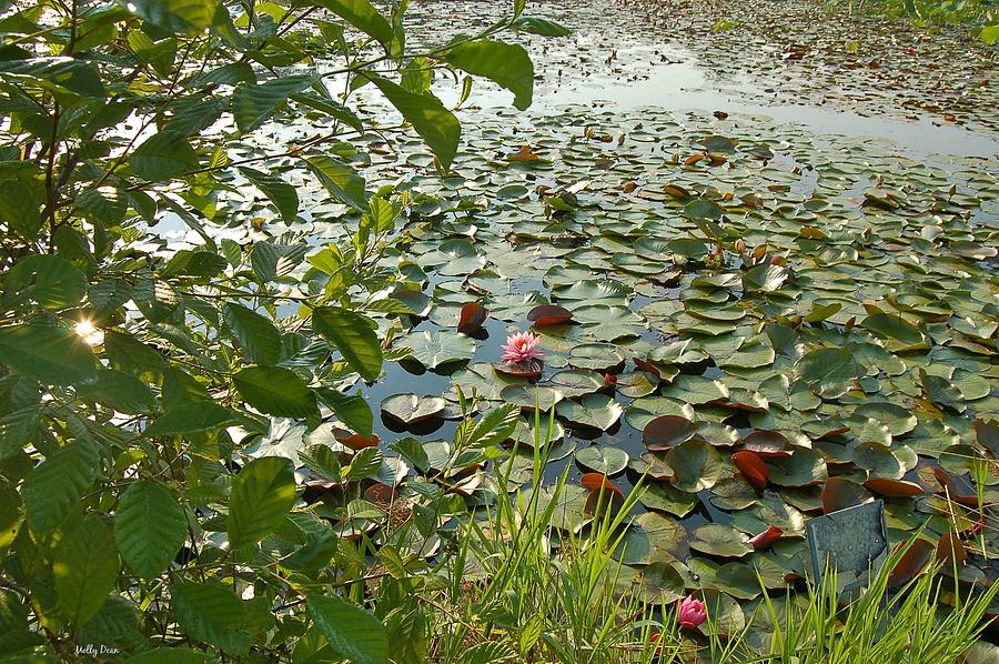 The Water Lily Pond Photograph By Molly Dean Fine Art America   The Water Lily Pond Molly Dean 