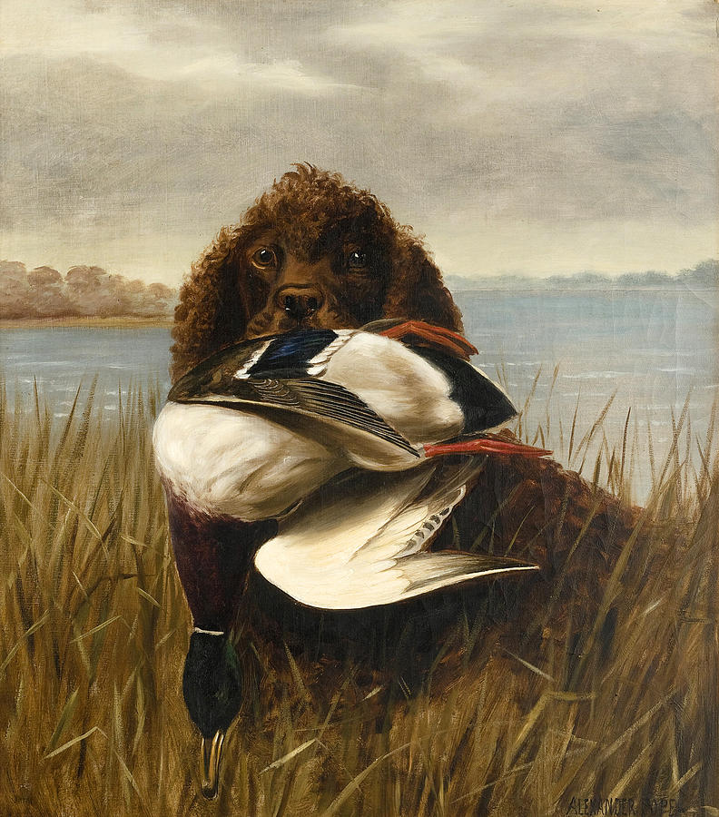 Dog Painting - The Water Spaniel by Alexander Pope