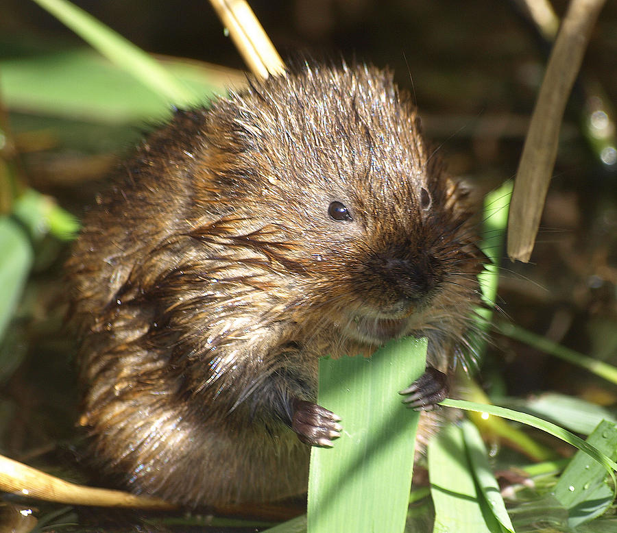 The Water Vole Photograph by Richard Denyer