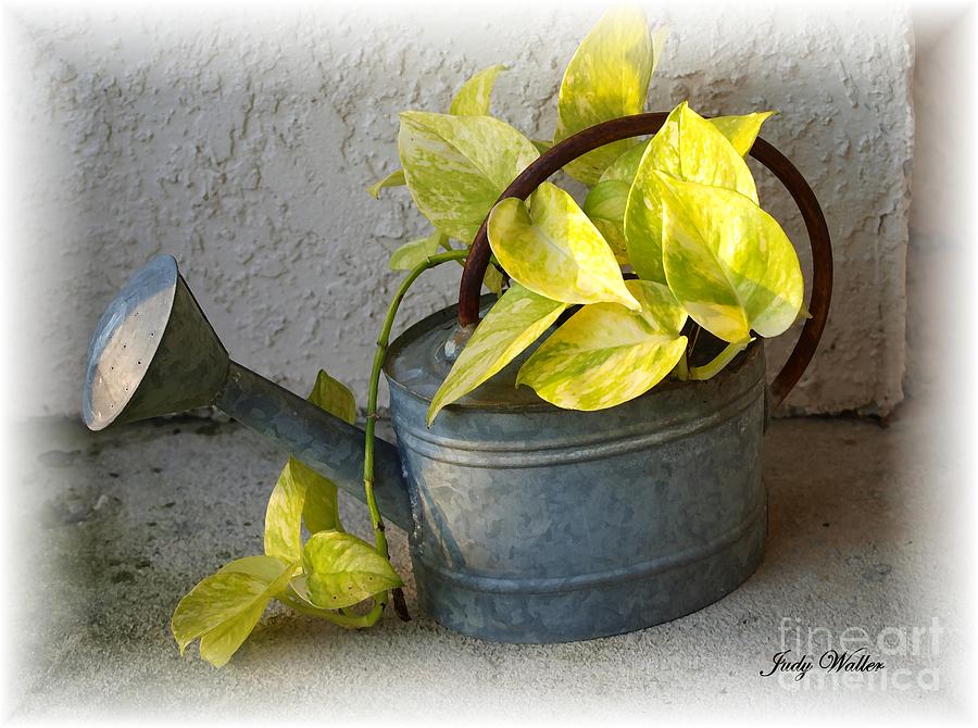 Flower Photograph - The Watering Can by Judy  Waller