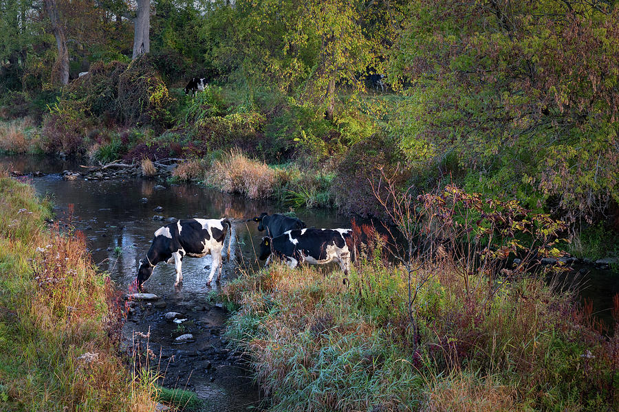 Cow Photograph - The Watering Hole by Bill Wakeley