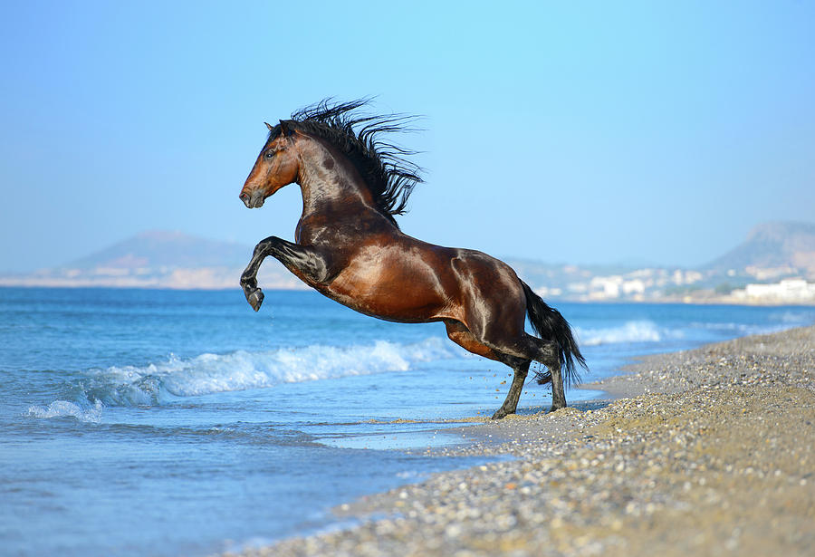 The Wave. Andalusian Horse Photograph by Ekaterina Druz